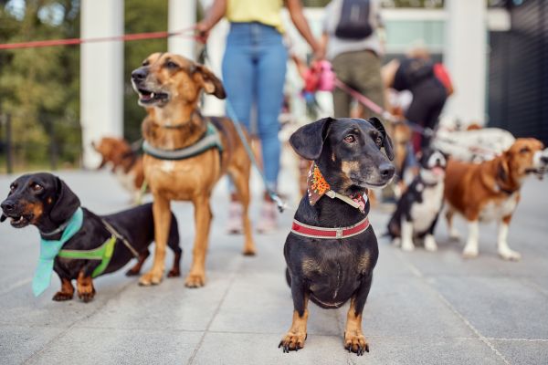 Las Vegas Pets
