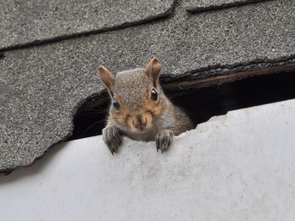 Las Vegas Wildlife Removal