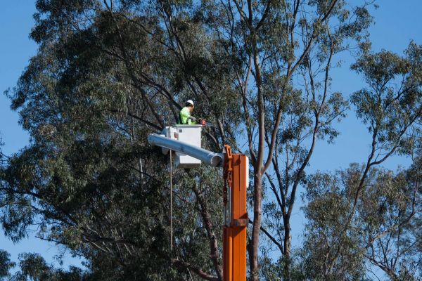 Las Vegas Tree Trimming