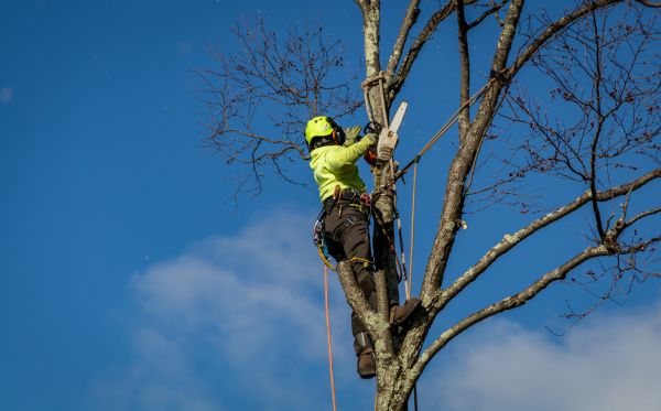 Las Vegas Tree Removal